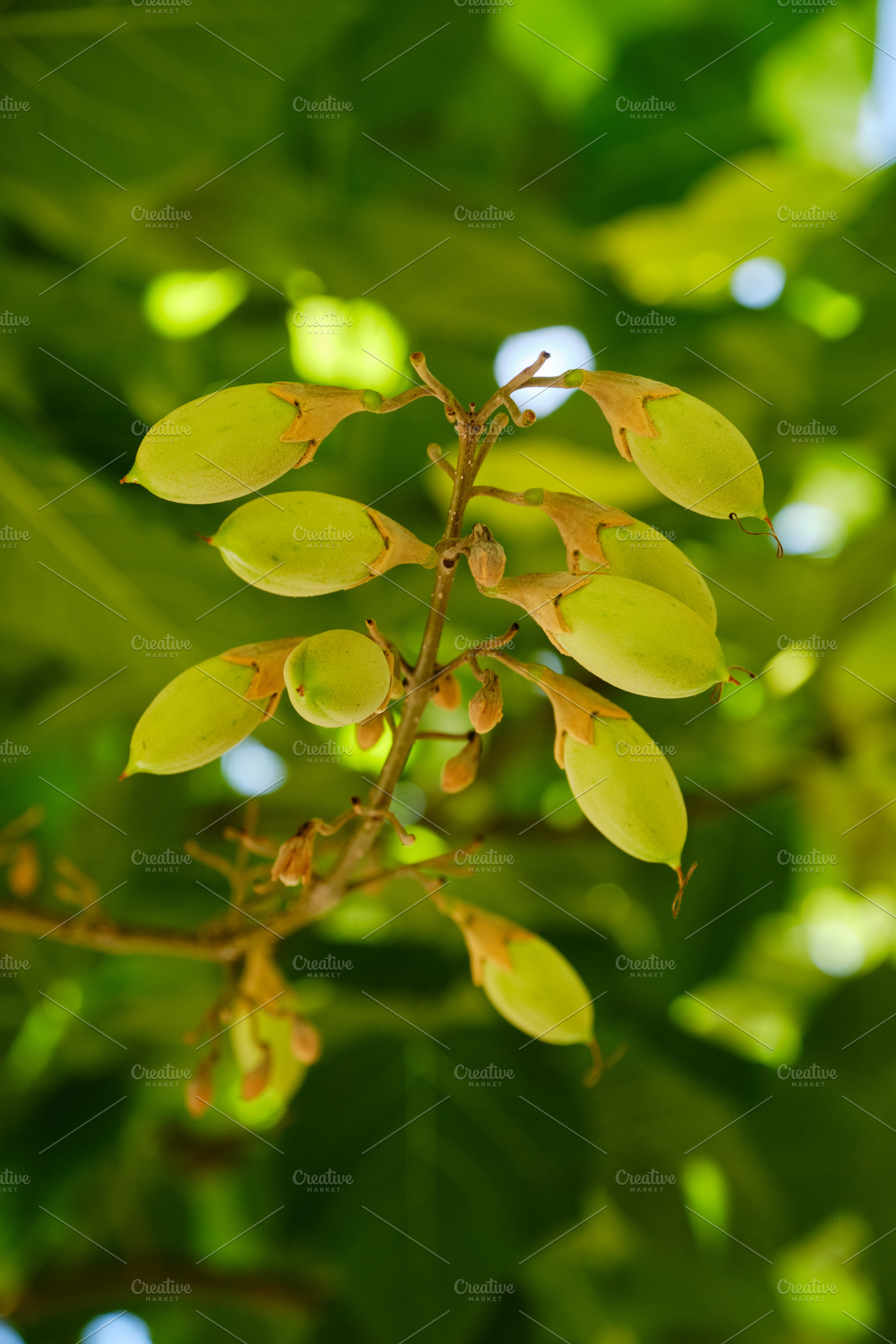 Vertical shot of green Paulownia seed pods on a branch with lush leaves., a Nature Photo by Rohan Photography