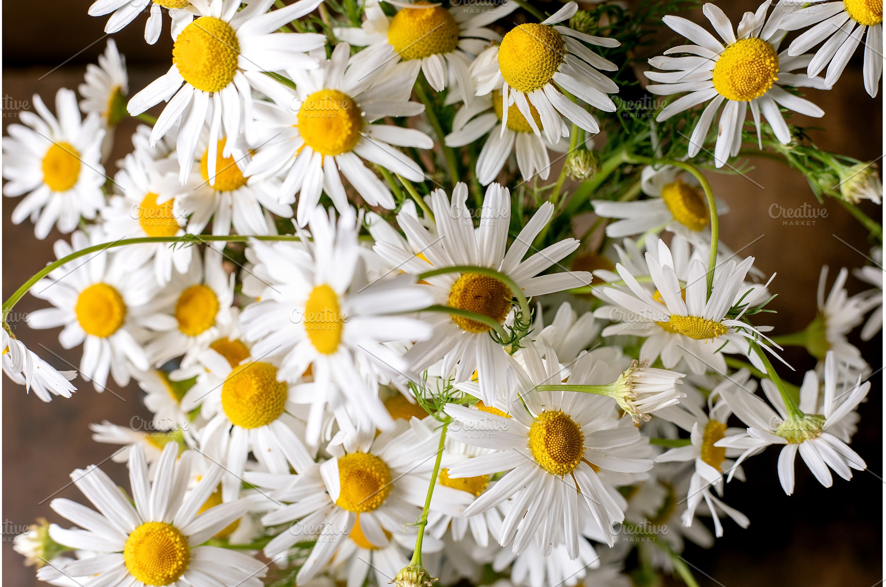 Fresh White Daisies Bouquet Closeup, a Nature Photo by Natasha Breen
