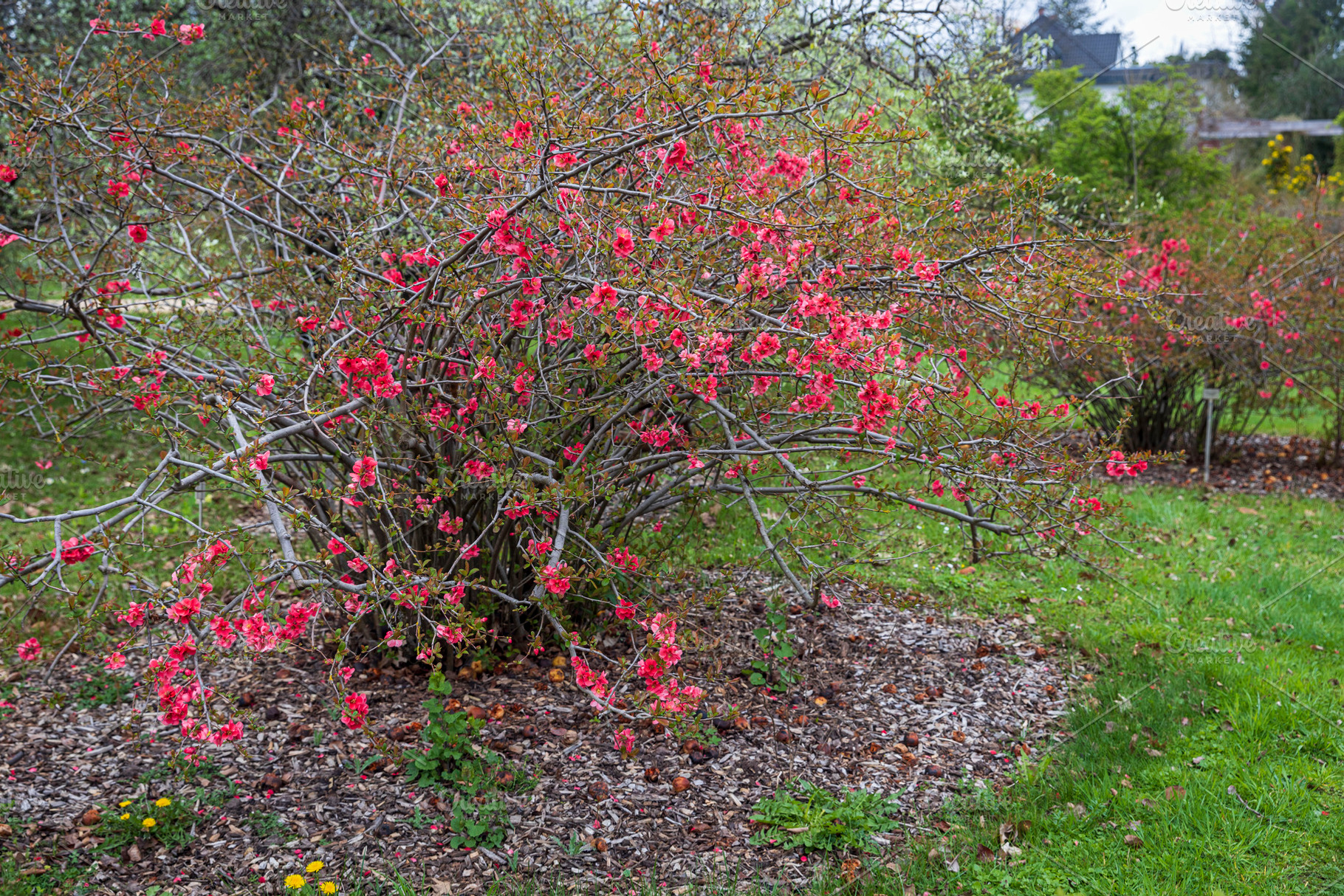 Chaenomeles speciosa 'Semperflorens', a Nature Photo by Imaginarium