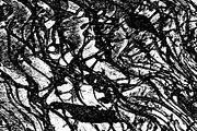 Lilliputian, a Texture Graphic by Jennifer Lauren Creative (Thumbnail 17 of 28)