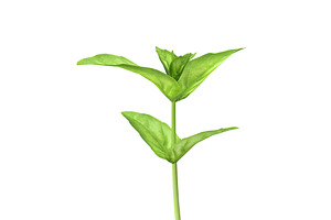 Cinnamon Basil