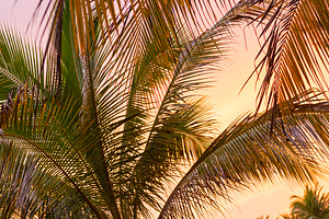Tropical Jungle at Sunset, a Nature Photo by THP Creative