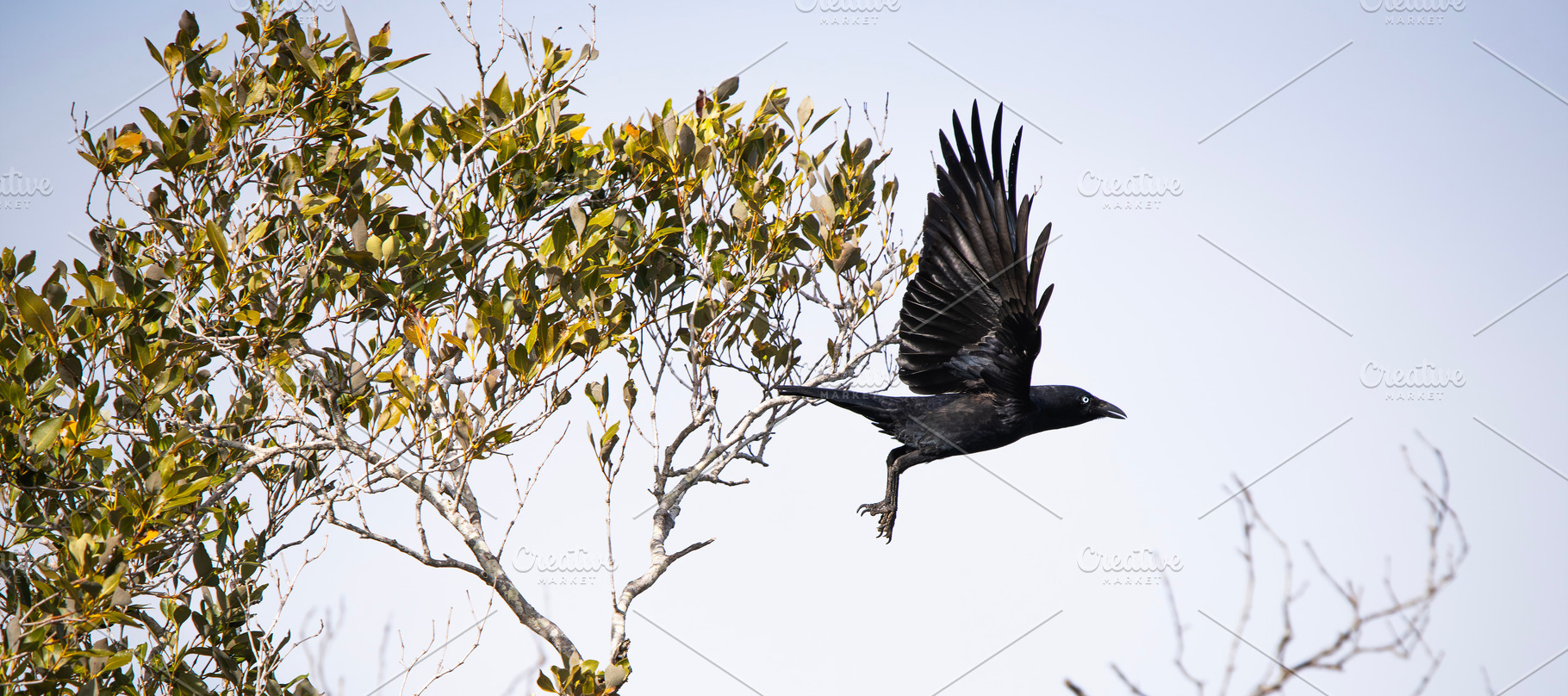 Torresian Crow, an Animal Photo by Rob D Animal Photography