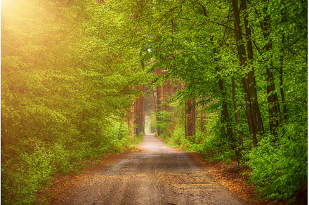 Summer green forest, a Nature Photo by Nature and travel