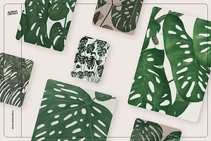 Monstera Tropical Collection