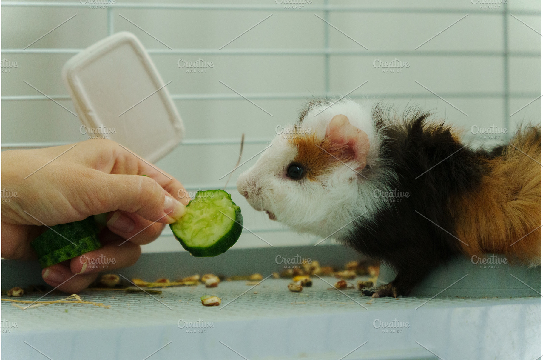 Gentle hand offers a crisp slice of, an Animal Photo by darksoul72