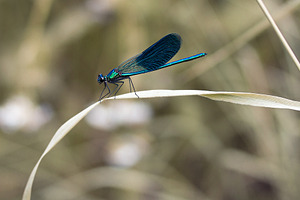 Dragonfly stock photo containing dragonfly and insect