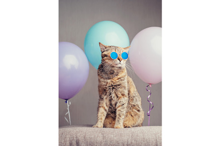 Ginger cat in fashionable glasses