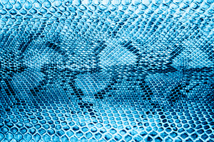 Snake skin background featuring fashion, material, and blue, an Abstract Photo by Olena Rudo