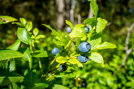 European Blueberry - bilberry - closeup view, a Nature Photo by GoodGoods