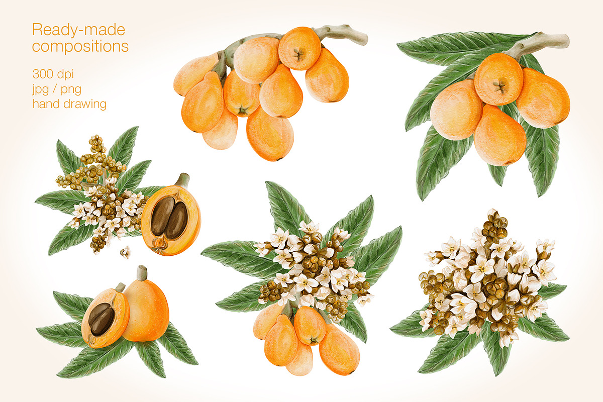 Loquat watercolor clip art, an Illustration by Alena Sid (Photo 6 of 15)