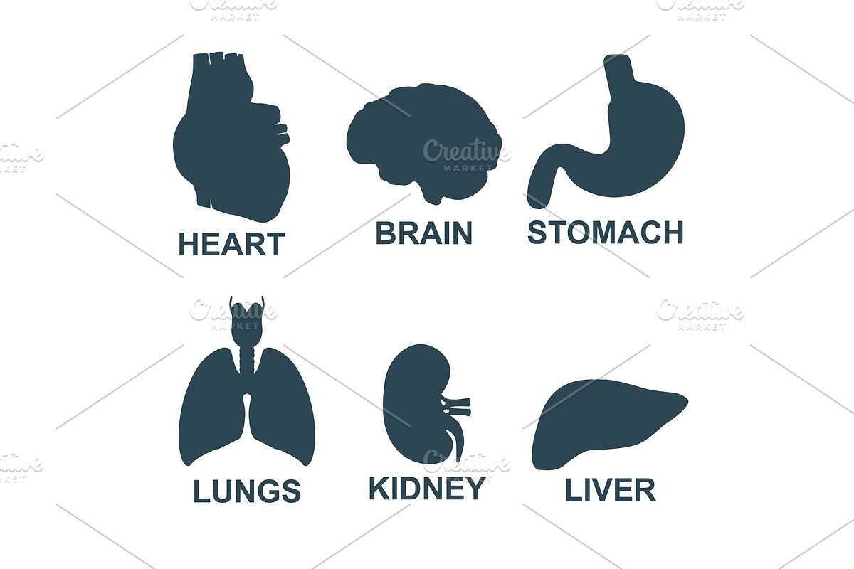Set of human internal organs, an Object Illustration by LogosDen
