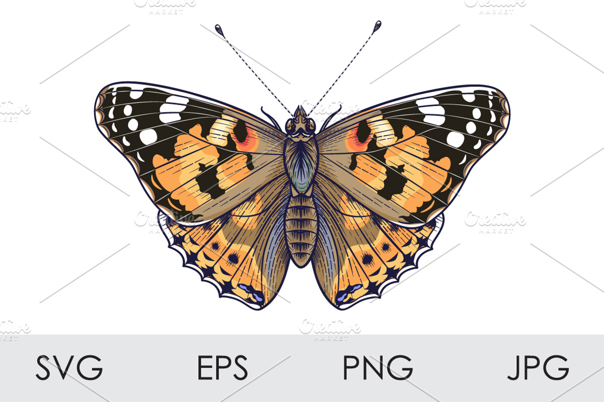 Painted Lady Butterfly, a Decorative Illustration by Valentyna Smordova