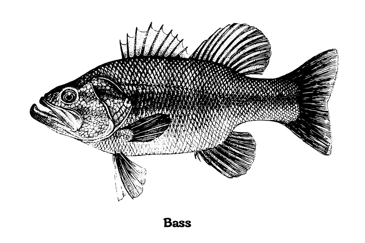 Fish collection, part 4, an Illustration by ZotovShop (Photo 2 of 11)