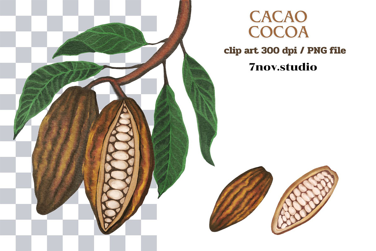 Cacao Cocoa, a Food Illustration by 7nov.studio (Photo 2 of 3)