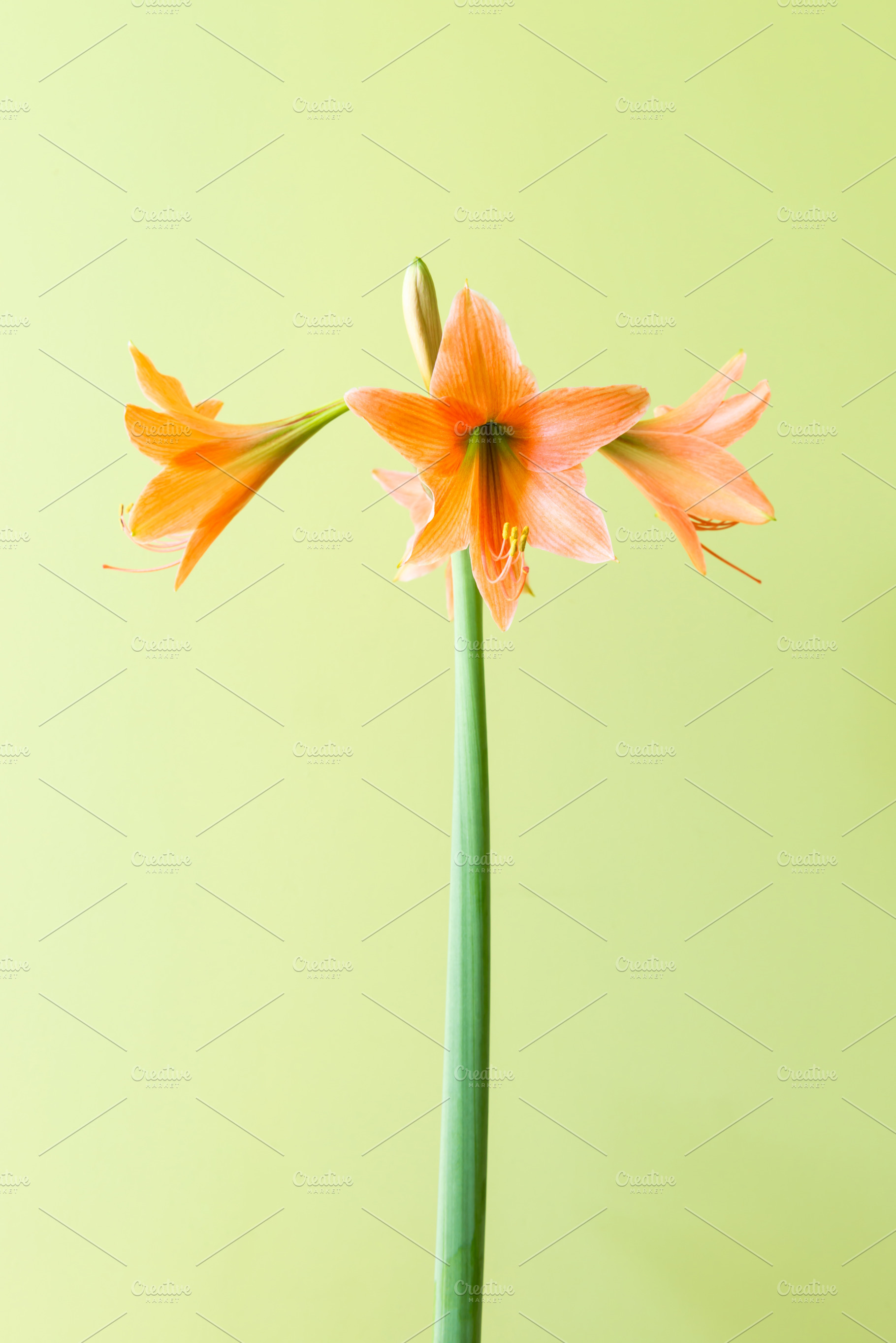 Orange lilly flower on green background, a Nature Photo by Vapi