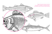 Fish#2 Vector Collection, a Food Illustration by Lubov Illustrations Shop (Thumbnail 4 of 12)