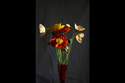 Poppies in Red Glass Vase, a Photo by This For There (Thumbnail 4 of 11)