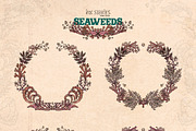 Seaweeds, an Object Illustration by Ink Stories (Thumbnail 8 of 24)