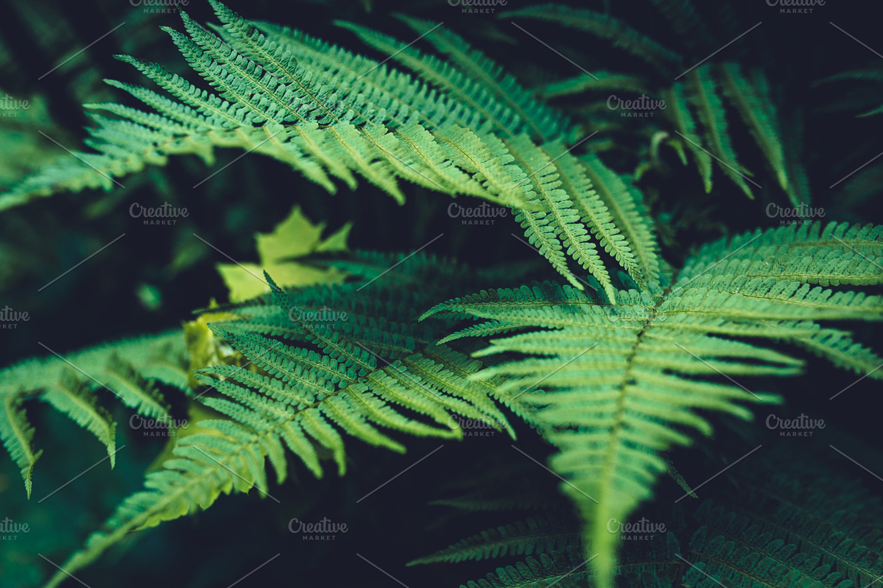Fern containing summer street and bike, good picture for valentines day, and, a Nature Photo by Graphics, Presets, Photos