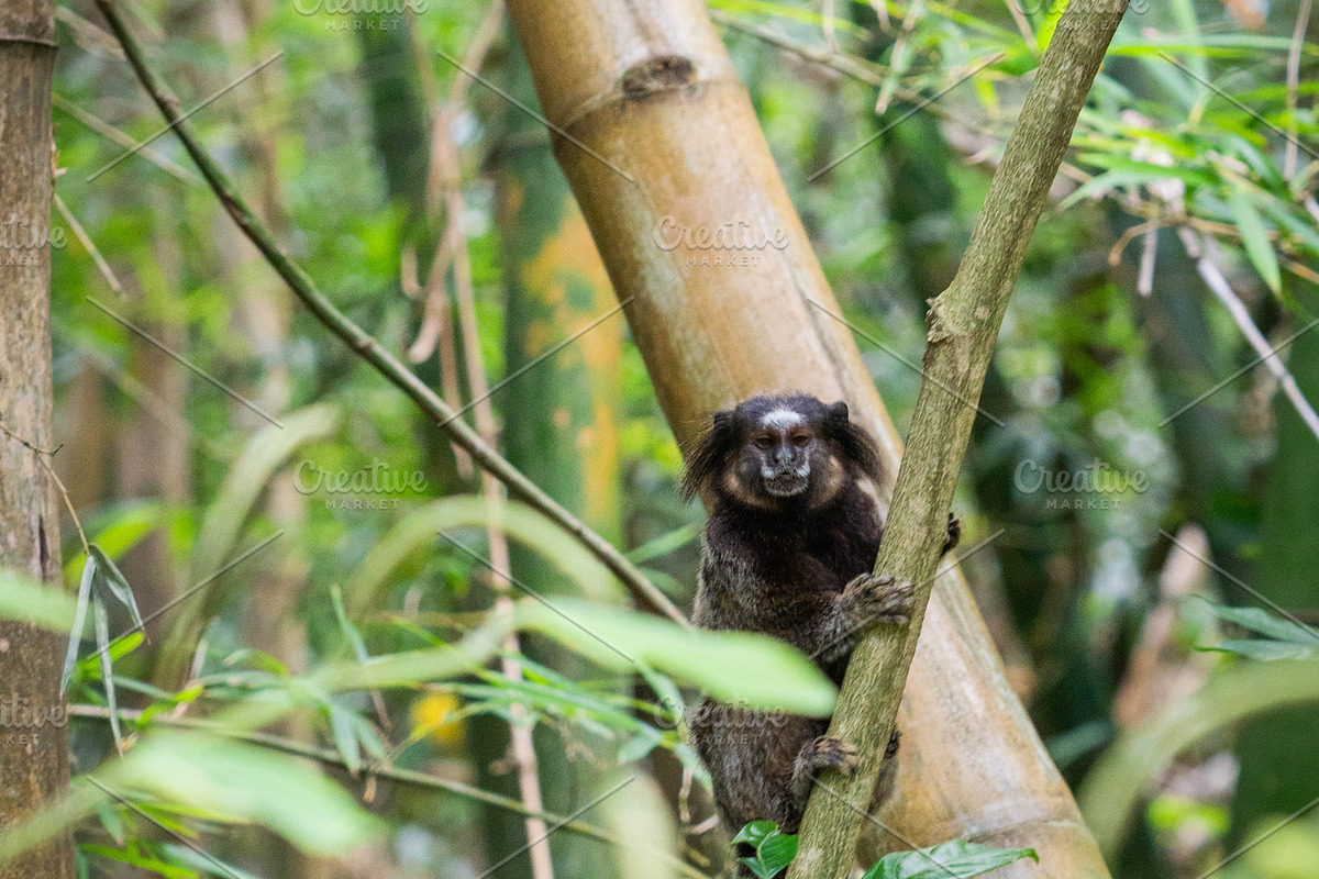 Brazilian Marmoset in the Forest, an Animal Photo by HiLine (Photo 2 of 11)