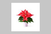 Christmas Photo Pack, a Holiday Photo by ifiStudio (Thumbnail 12 of 14)