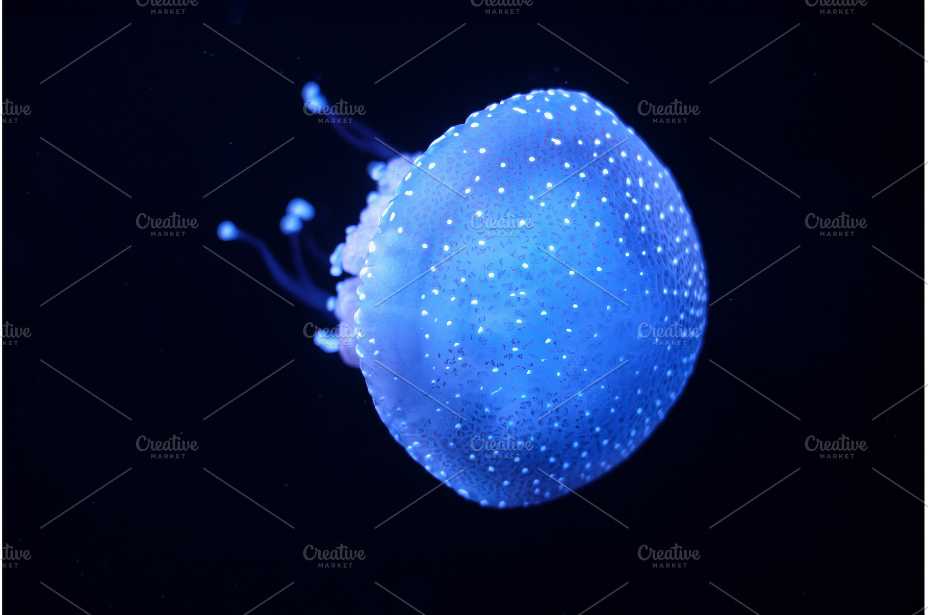 Tropical Jellyfish Phyllorhiza, an Animal Photo by f9photos