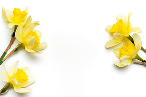 Yellow daffodils forming a border on white background with copy, a Holiday Photo by Olena Rudo