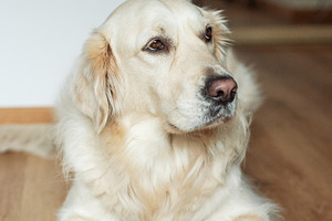 Golden retriever dog relaxing on wooden floor, an Animal Photo by Olena Rudo