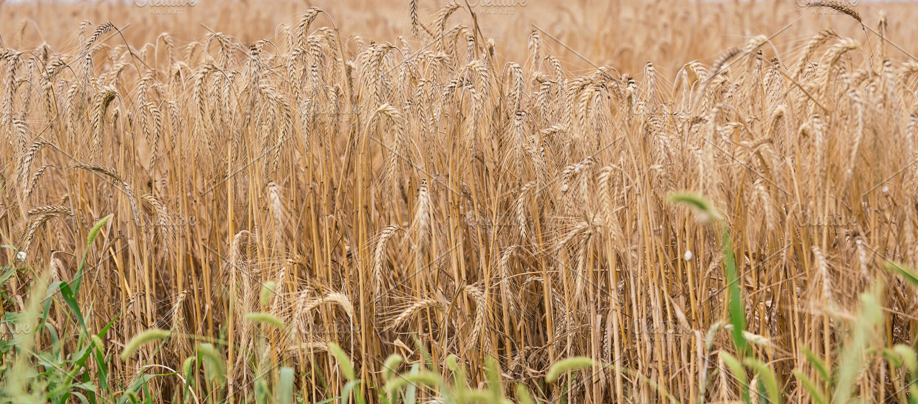 A ripe golden wheat field with full ears of grain in the open ai, a Nature Photo by ndanko