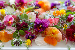 Pansies arranged neatly on a white p, a Photo by Iftikhar Alam