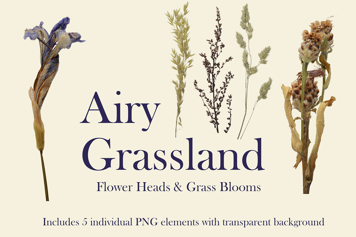 Airy Grassland — Flower Heads & Gras, an Object Graphic by Aga Silva (Photo 3 of 5)