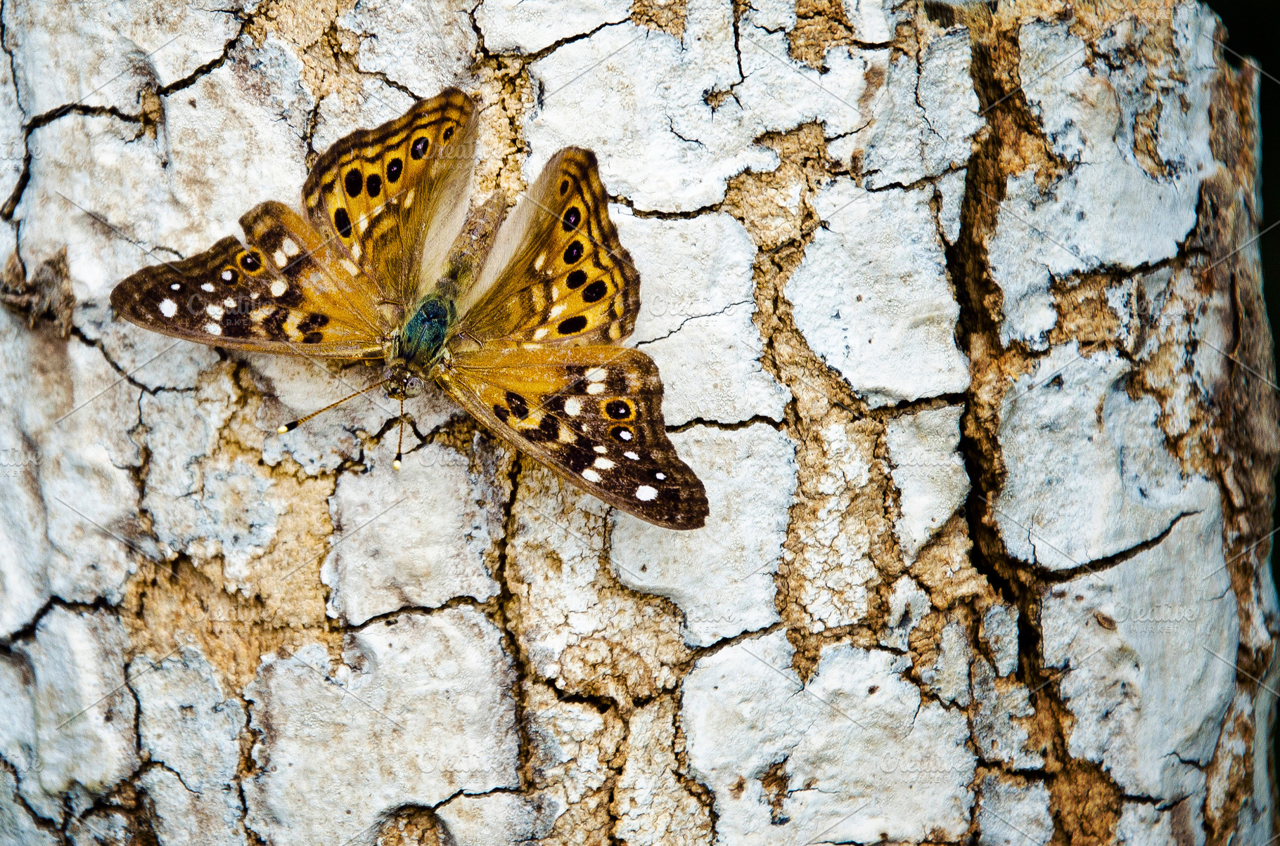 Butterfly on Bark, an Animal Photo by Joshua C. Carroll