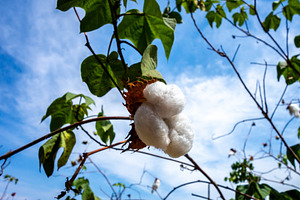 Cotton Plant Growing Under the Clear Sky in Peru, a Photo by GoodGoods