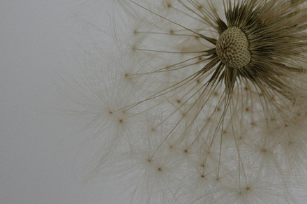 Dandelion stock photograph