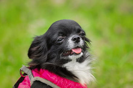 Funny little chihuahua dog plays on, an Animal Photo by AlexBush