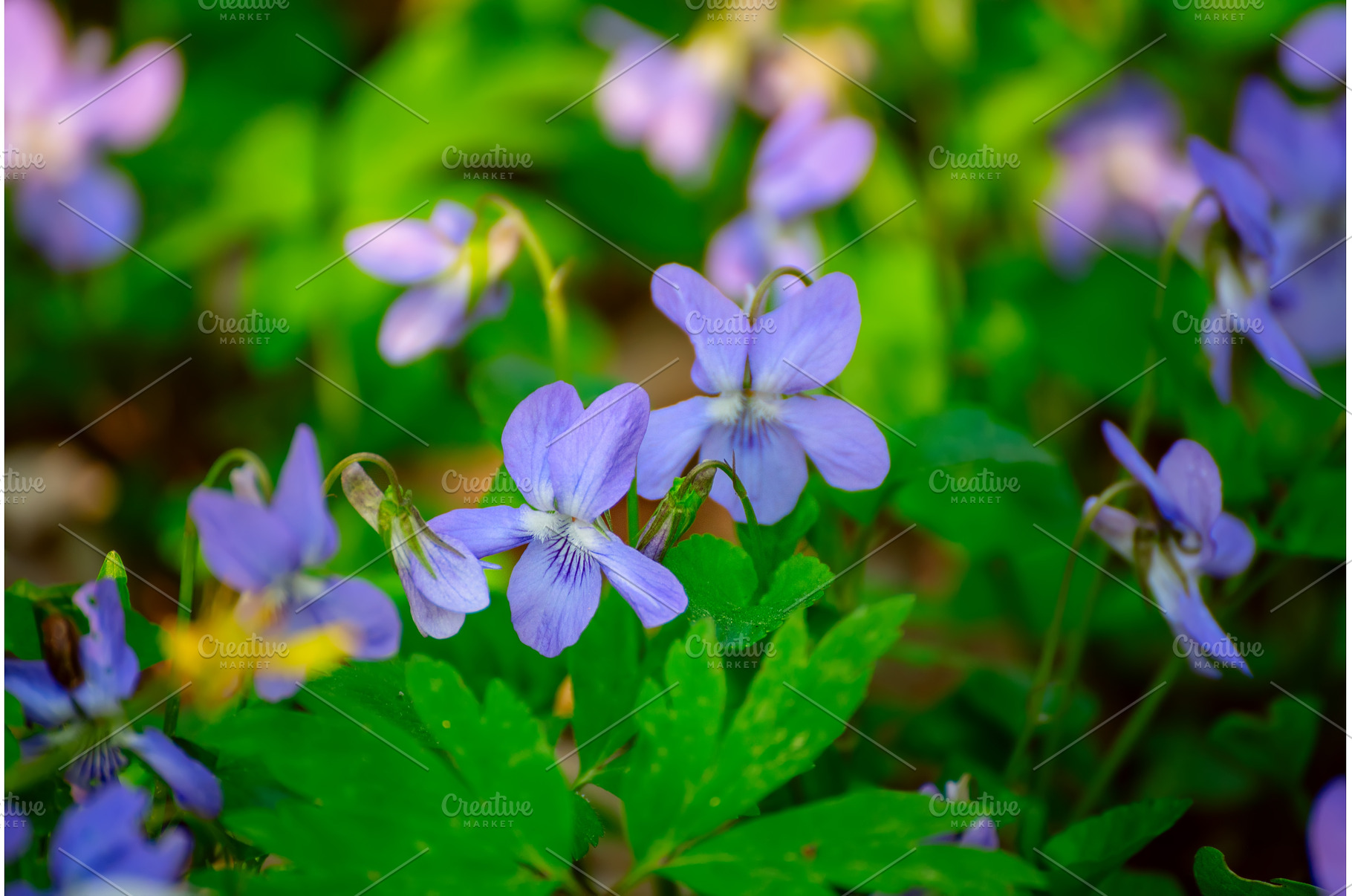 Viola reichenbachiana. Common Violet, a Nature Photo by Nature and travel