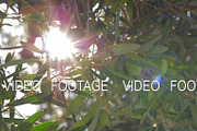 Sun shining through the olive tree branches, a Graphic by Grey Coast Media (Thumbnail 1 of 2)