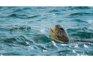 Close-Up of a Sea Turtle Swimming, an Animal Photo by Our Amazing World