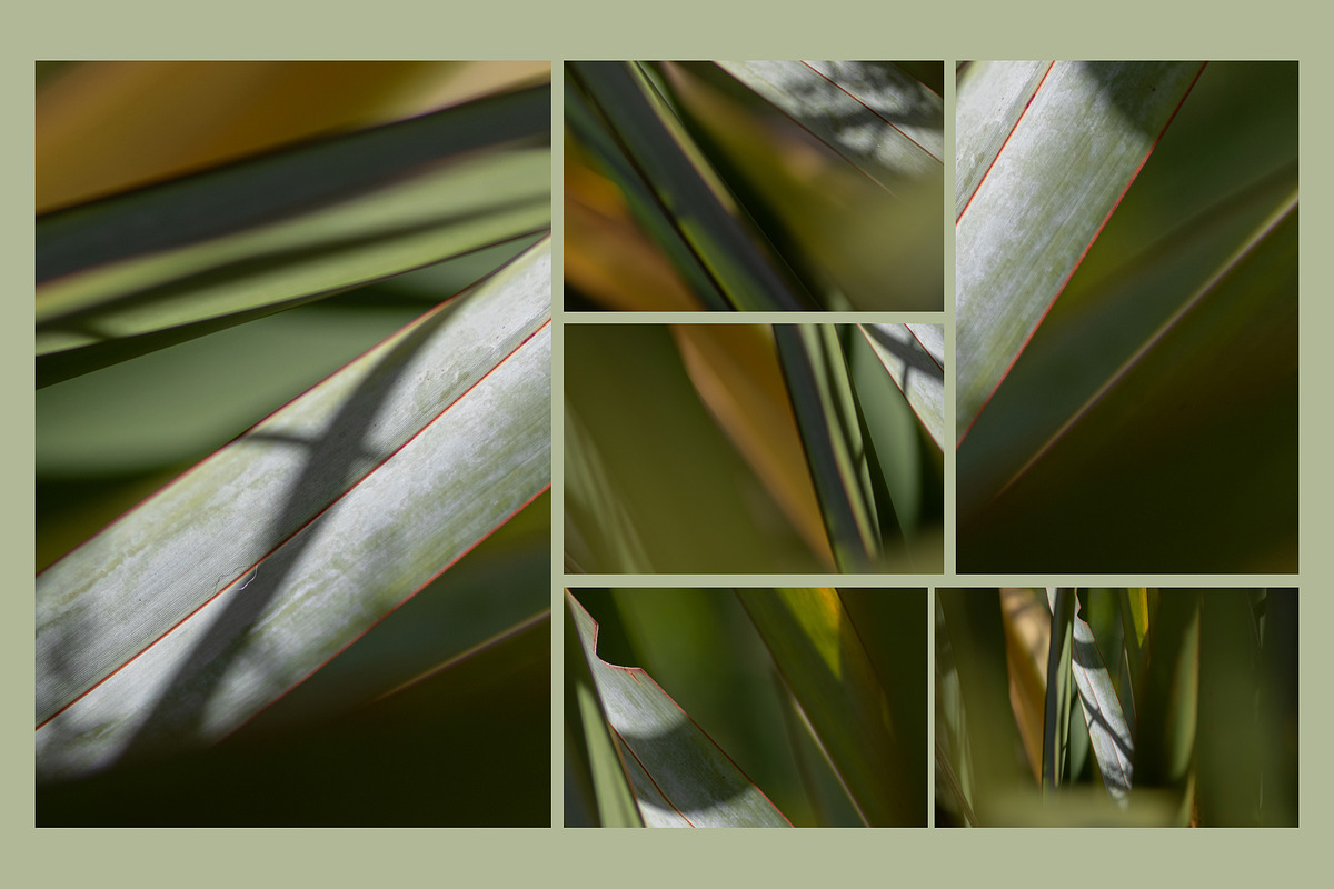 Natural textures - Green edition v01, a Texture Graphic by Haehae photography (Photo 3 of 6)