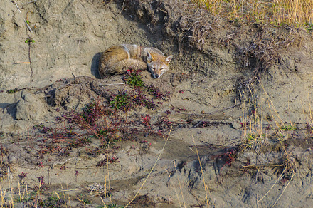 Fox slepping at top of small hill, ushuaia, argentina, an Animal Photo by DanFLCreativo