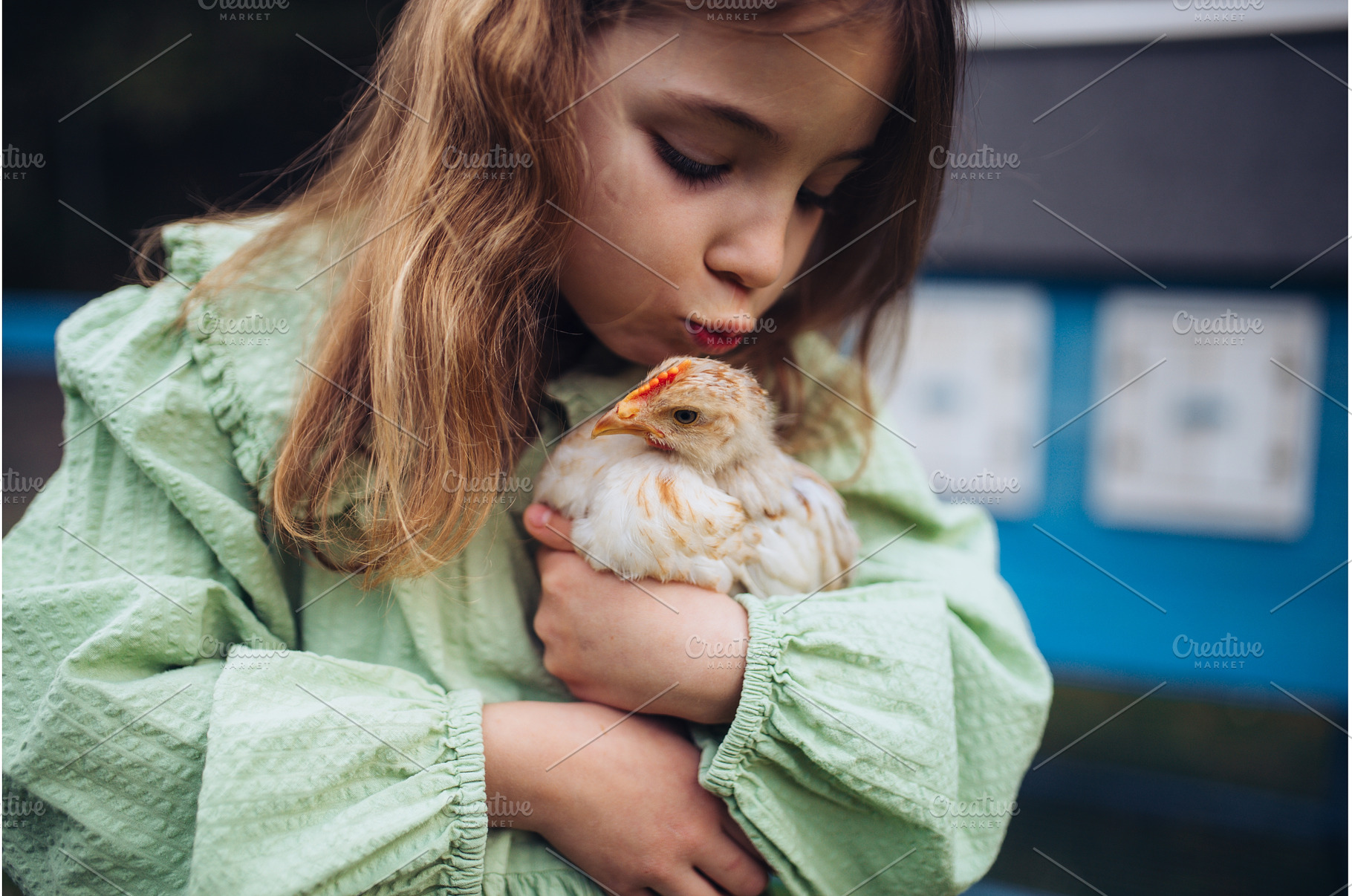 Girl taking care of chicken in, a Nature Photo by HalfPoint
