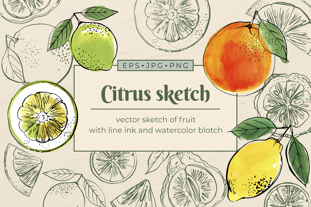 Citrus sketch. Oranges and lemons, a Food Illustration by irina.vaneeva (Photo 1 of 11)