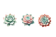 Watercolor Boho Succulents Clipart, an Illustration by Designworld (Thumbnail 5 of 5)
