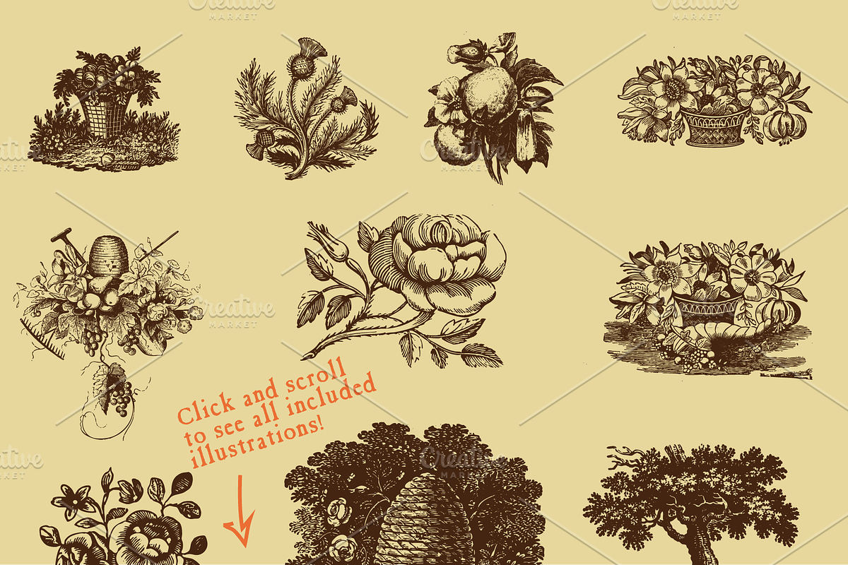 Vintage Floral Illustrations, a Decorative Illustration by Jeffry Macpherson Visuals (Photo 3 of 3)