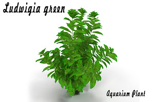 Ludwigia Green