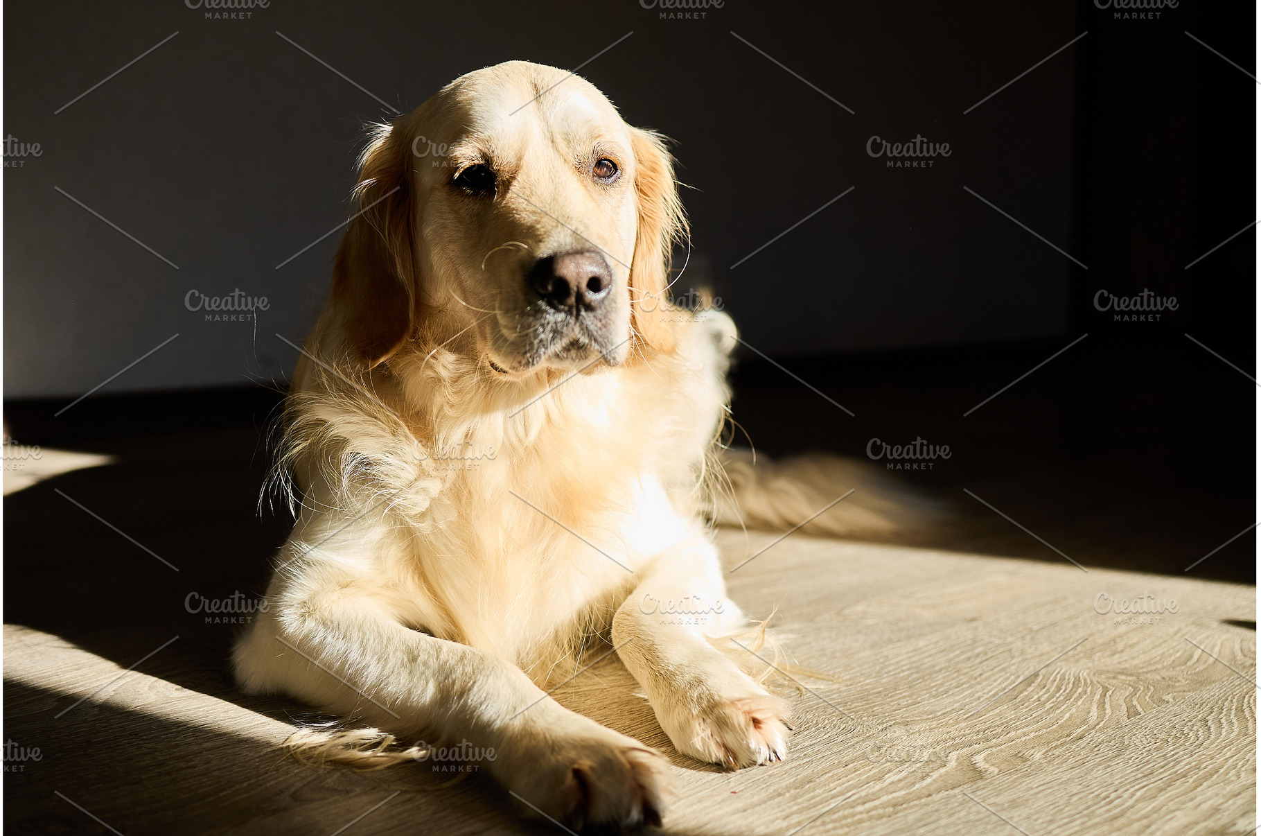 Golden retriever relaxing quietly in, an Animal Photo by IlliaBondarPhotography