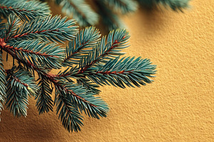 Blue spruce fir tree branch on textured yellow paper background, a Holiday Photo by José Manuel Gelpi