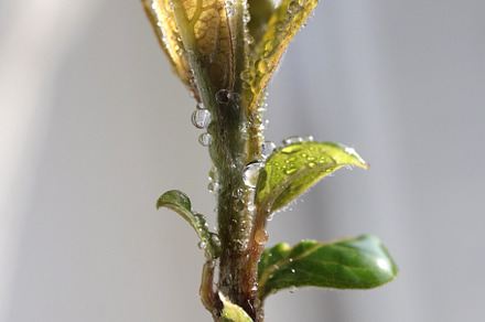 Avocado sprout covered with fresh morning dew, a Photo by Textures & Backgrounds