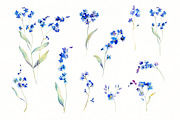 Forget-me-not watercolor, an Illustration by Olga Koelsch (Thumbnail 5 of 7)
